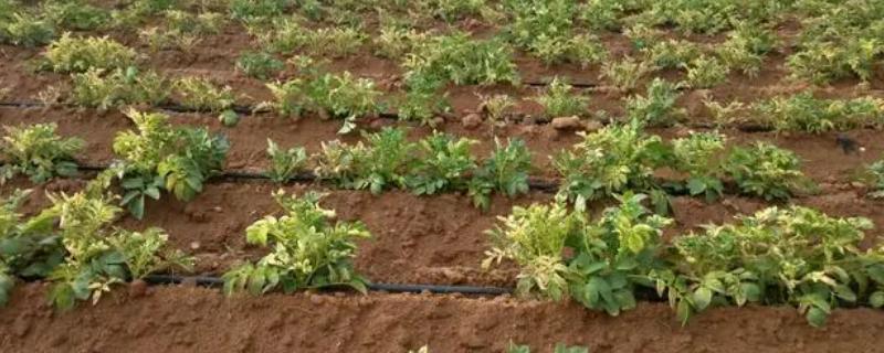 除草剂伤苗后还能恢复吗