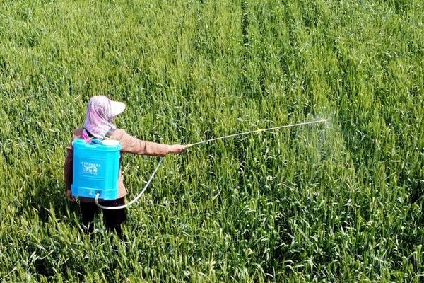 除草剂伤苗后还能恢复吗，可尽快进行排除药毒和化学解毒恢复