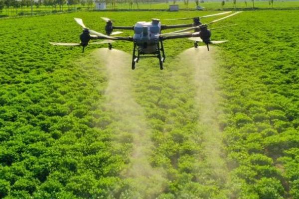 除草剂伤苗后还能恢复吗，可尽快进行排除药毒和化学解毒恢复