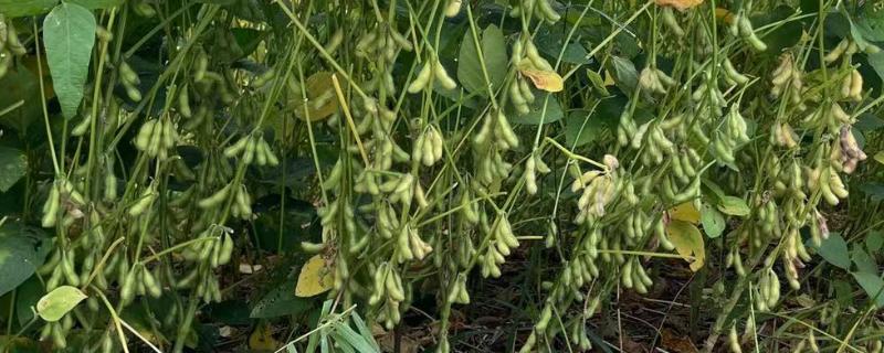 东升6号大豆品种简介