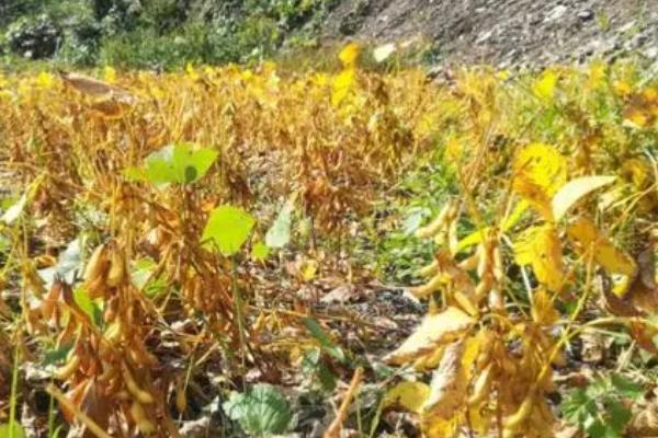 东升6号大豆品种简介，生育期约为120天左右