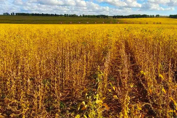 东升6号大豆品种简介，生育期约为120天左右