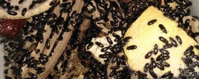 九龙虫的养殖方法