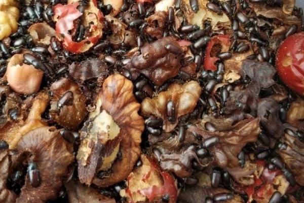 九龙虫的养殖方法，温度需维持在25-30℃