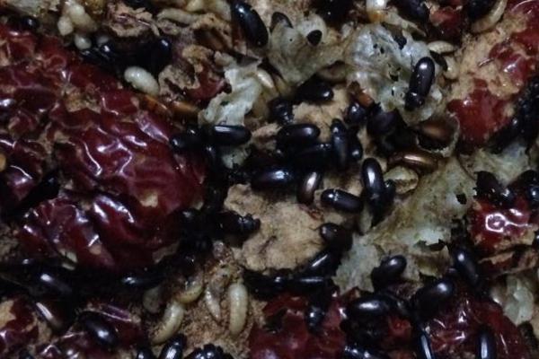 九龙虫的养殖方法，温度需维持在25-30℃