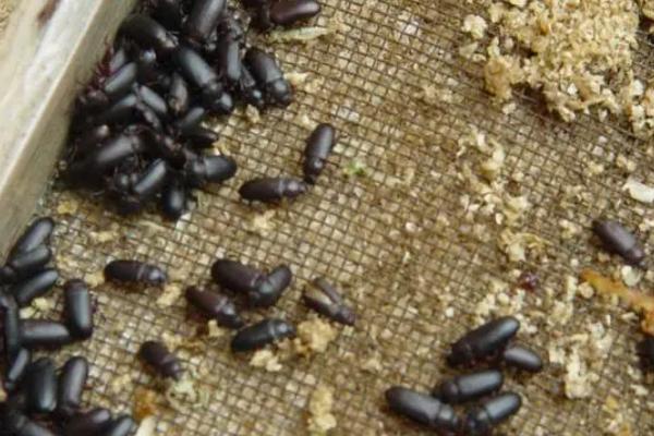 九龙虫的养殖方法，温度需维持在25-30℃