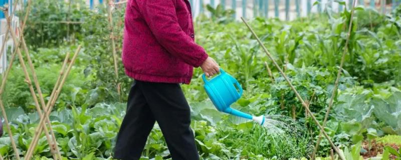 如何掌握好肥料和灌水