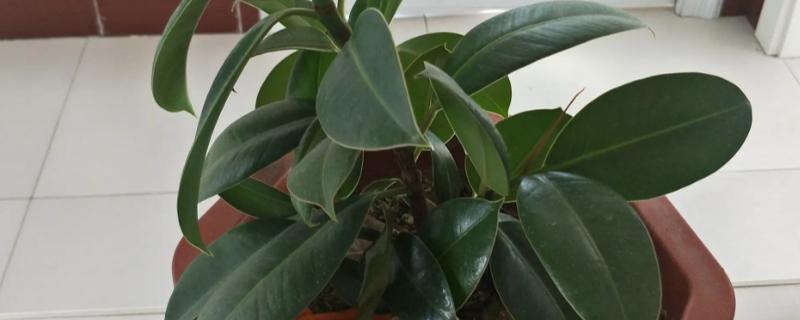 橡皮树掉叶子的防治方法