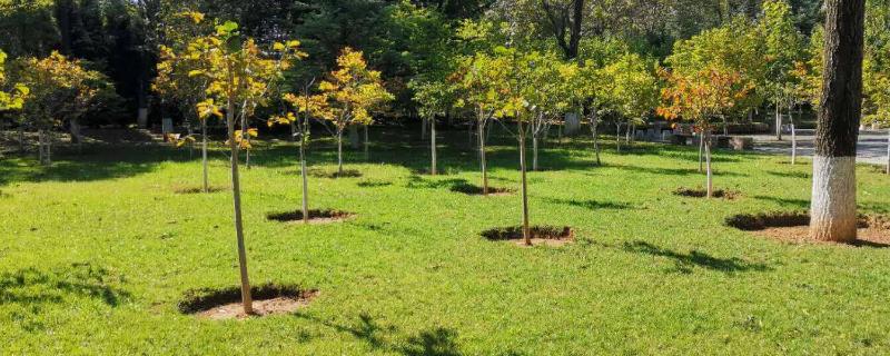 园林绿化工作注意事项