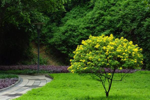 园林绿化工作注意事项，需加强规划设计