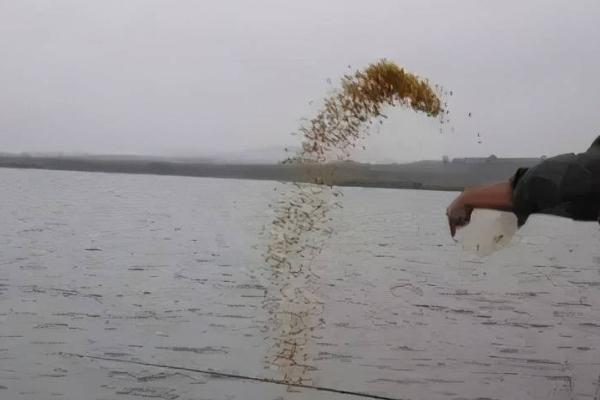 钓鱼怎样打窝效果好,在垂钓开始之前的一两个小时打窝为佳