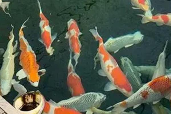 锦鲤的养殖要求,水温最好控制在22-28℃之间