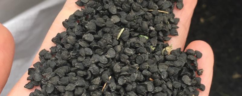 韭菜种子种多久发芽