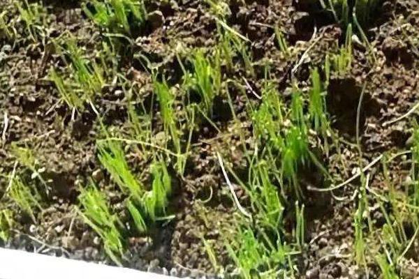 韭菜种子种多久发芽,土壤和温度适宜的话需要一周左右