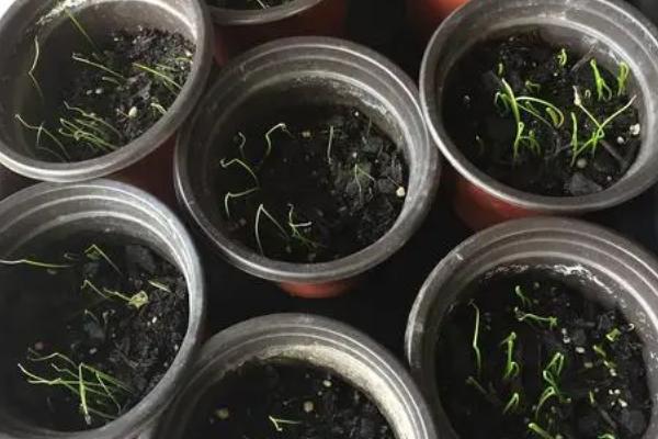 韭菜种子种多久发芽,土壤和温度适宜的话需要一周左右