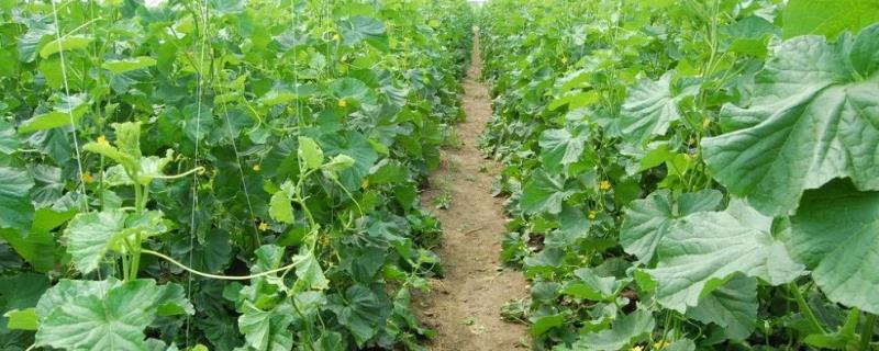 黄瓜用什么肥料好