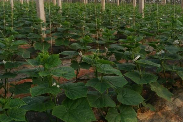 黄瓜用什么肥料好，生育期间一共追肥3-4次