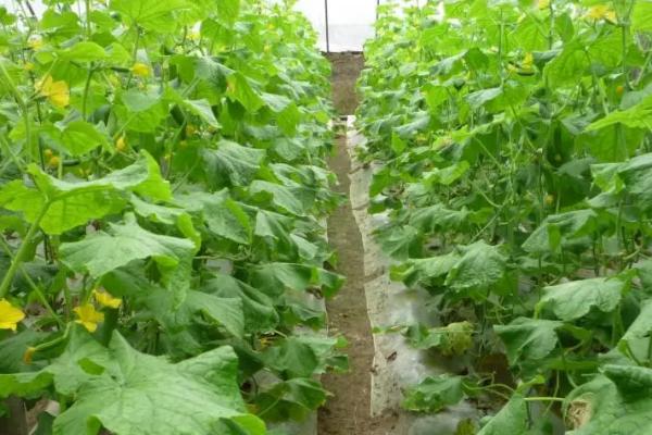 黄瓜用什么肥料好，生育期间一共追肥3-4次