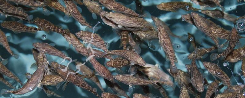 石斑鱼的养殖方式