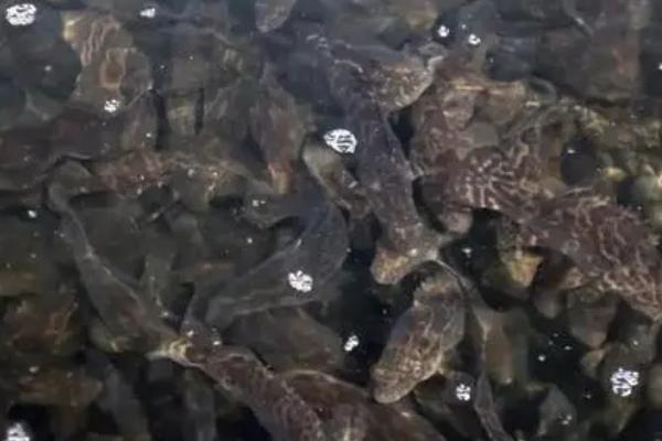 石斑鱼的养殖方式,太大的鱼苗不要选择