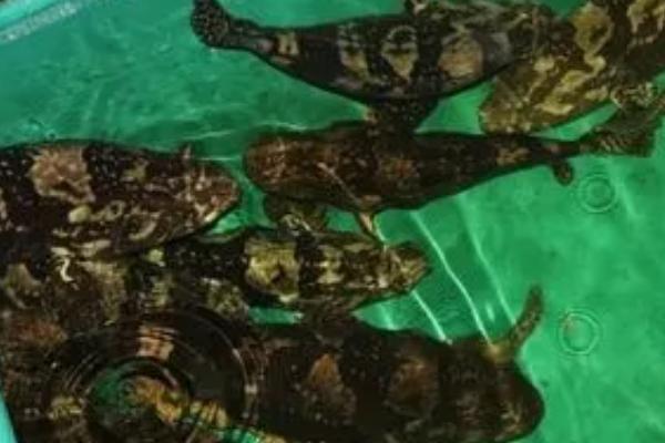 石斑鱼的养殖方式,太大的鱼苗不要选择