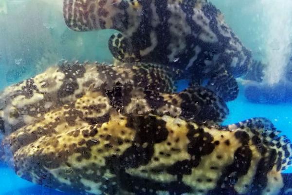 石斑鱼的养殖方式,太大的鱼苗不要选择