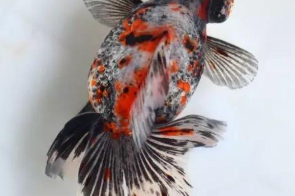 荧鳞蝶尾好不好养，饲养难度不大