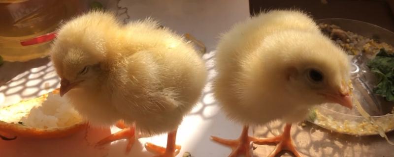 一个月以内的小鸡怎么养
