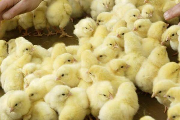一个月以内的小鸡怎么养,需保持适宜的温度
