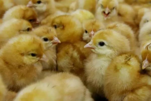 一个月以内的小鸡怎么养,需保持适宜的温度