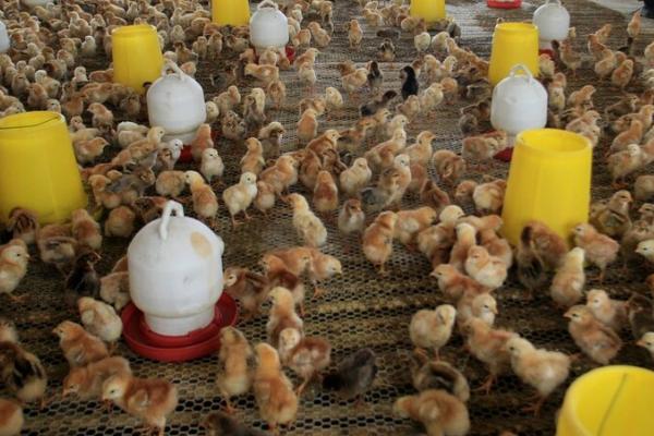 一个月以内的小鸡怎么养,需保持适宜的温度