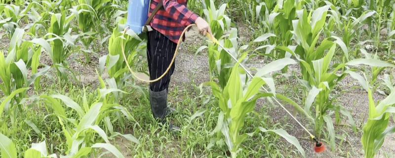 玉米病虫害的防治方法