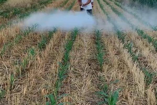 玉米病虫害的防治方法,不同病虫害的防治方法不同