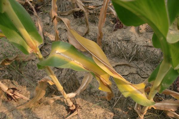 玉米病虫害的防治方法,不同病虫害的防治方法不同