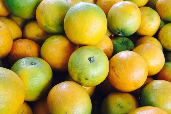 无公害夏橙如何贮藏,常用以下4种方法