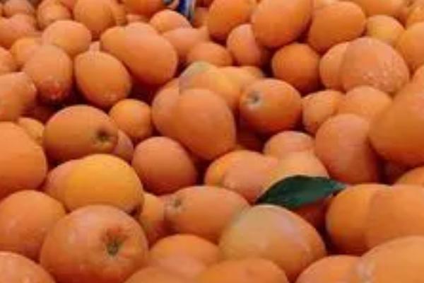 无公害夏橙如何贮藏,常用以下4种方法