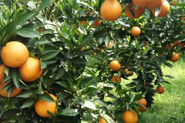 无公害夏橙如何贮藏,常用以下4种方法