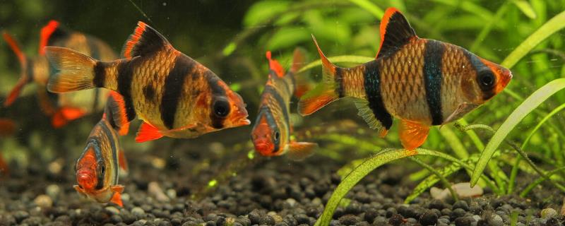 虎皮鱼的颜色有哪几种