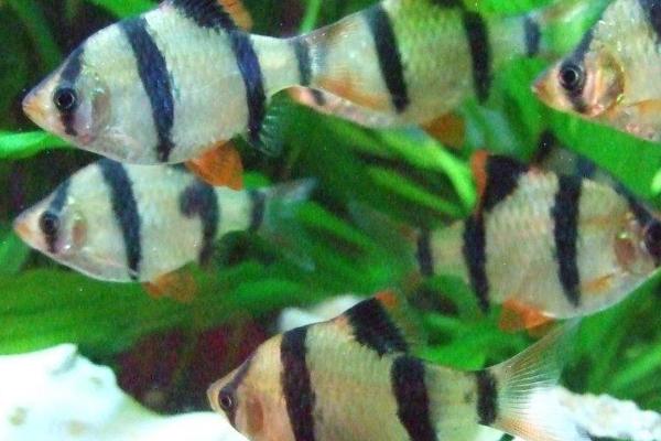 虎皮鱼的颜色有哪几种,主要有金色、绿色、红色、咖啡色等颜色