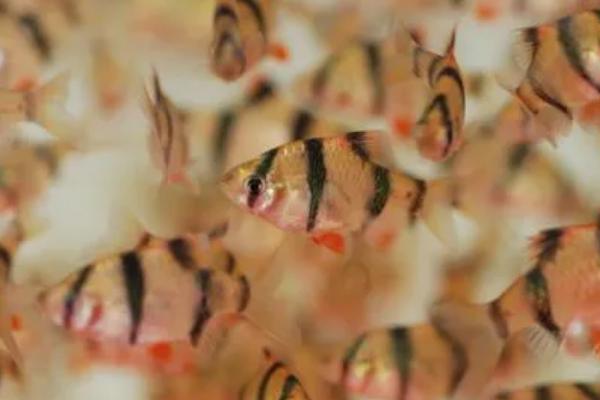 虎皮鱼的颜色有哪几种,主要有金色、绿色、红色、咖啡色等颜色