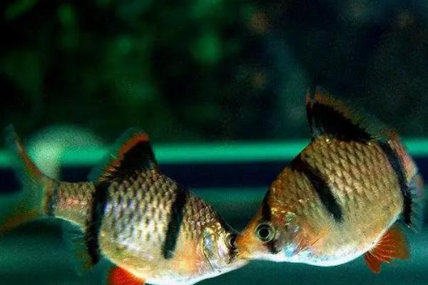 虎皮鱼的颜色有哪几种,主要有金色、绿色、红色、咖啡色等颜色