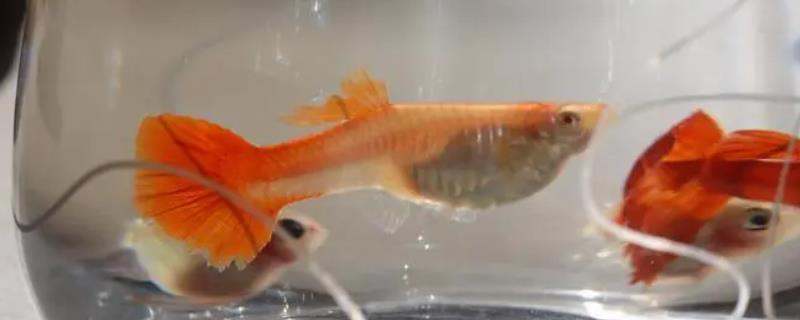 凤尾鱼烂尾了怎么办