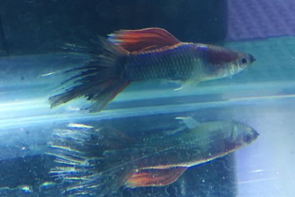 凤尾鱼烂尾了怎么办,轻度烂尾和重度烂尾的治疗方法不同