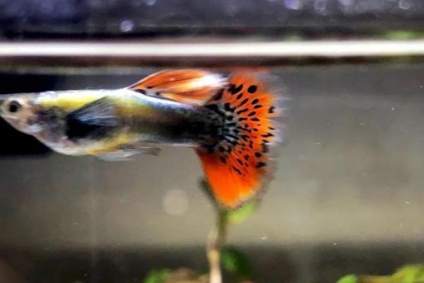 凤尾鱼烂尾了怎么办,轻度烂尾和重度烂尾的治疗方法不同