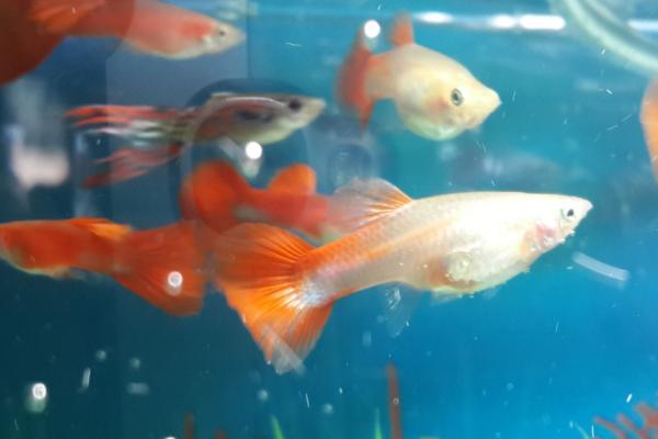 凤尾鱼烂尾了怎么办,轻度烂尾和重度烂尾的治疗方法不同