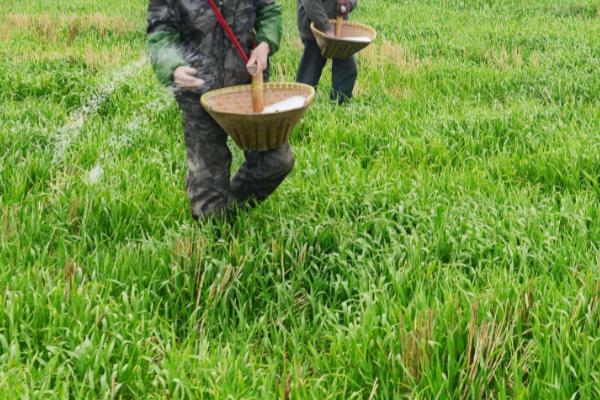 化肥利用率低的解决办法,应按照产量目标平衡施肥