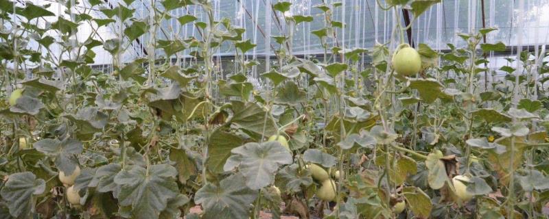 大棚甜瓜吊蔓方法