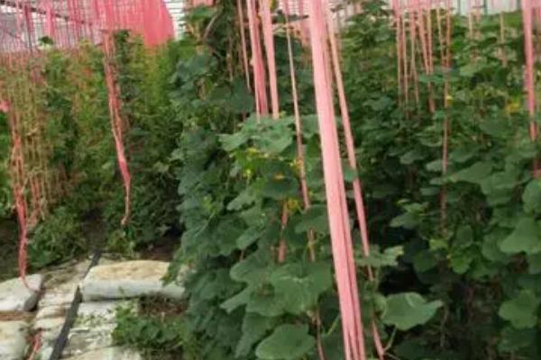 大棚甜瓜吊蔓方法,将绳子系在幼苗的根部、让它们自然向上生长