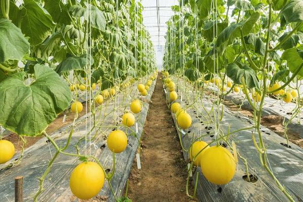 大棚甜瓜吊蔓方法,将绳子系在幼苗的根部、让它们自然向上生长