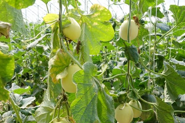 大棚甜瓜吊蔓方法,将绳子系在幼苗的根部、让它们自然向上生长